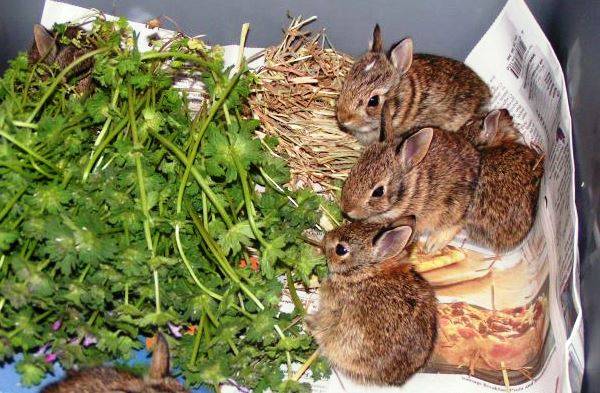 Какую траву нельзя давать кроликам, а какой можно кормить