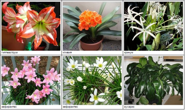 Ядовитые растения для кошек: драцена и другие комнатные цветы