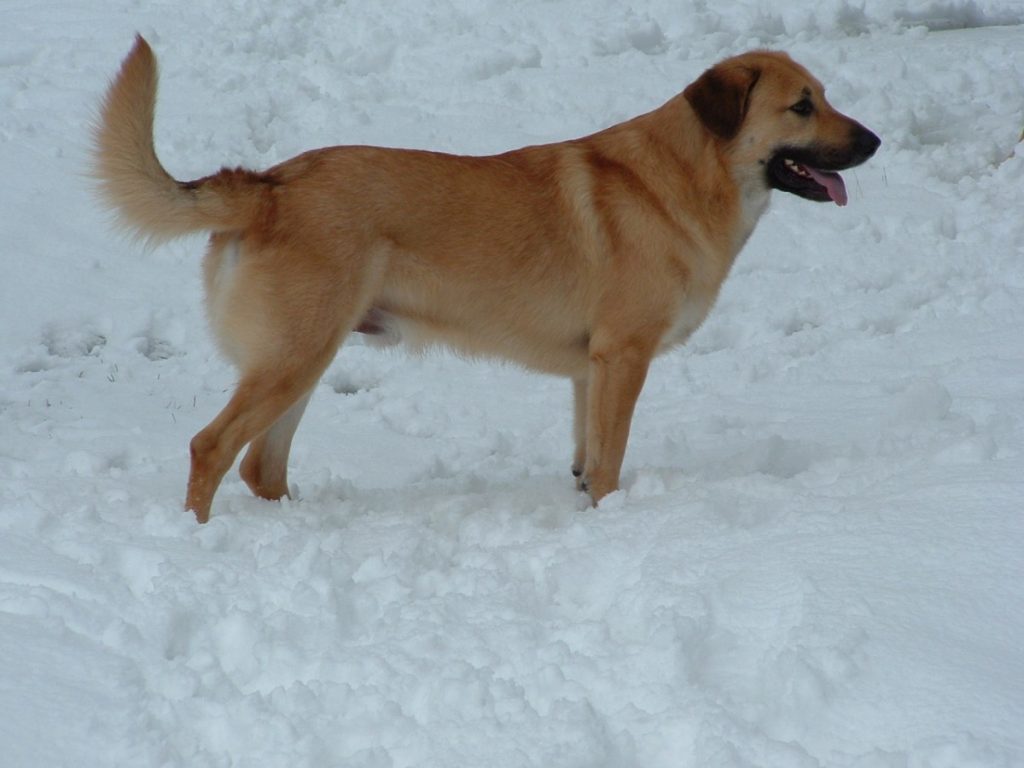 Чинук