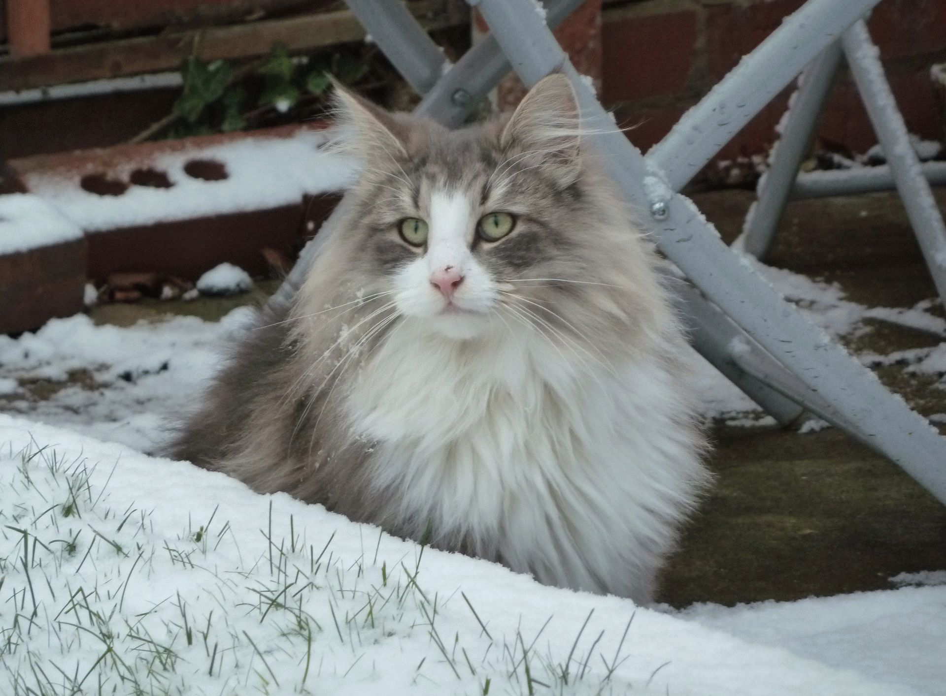 Норвежская лесная кошка (Скогкэт, Веги)