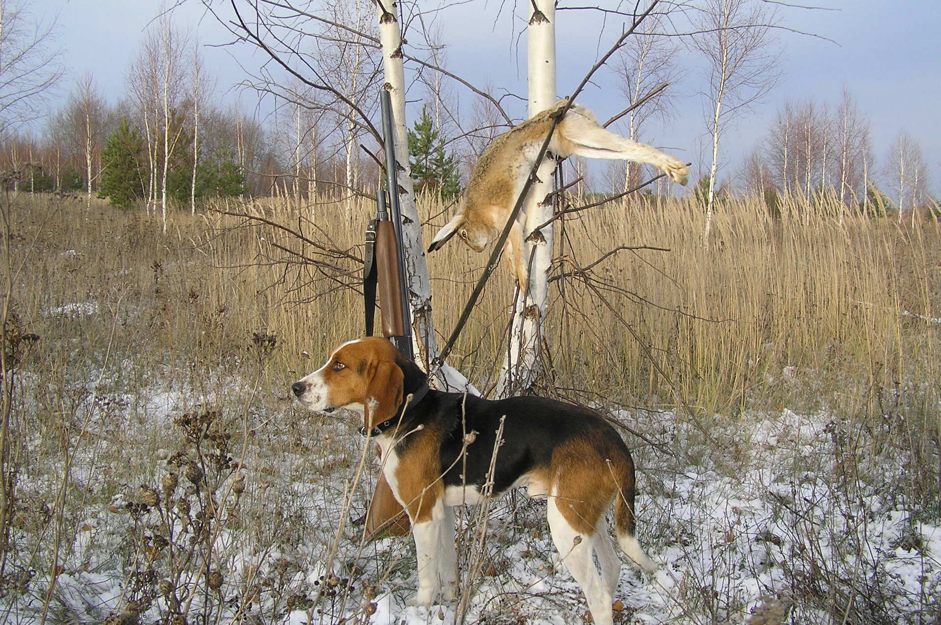 Нагонка гончей: как подготовить собаку к охоте