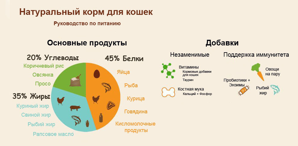 Какие продукты давать кошке. Рацион питания кошки. Натуральный рацион для кошек. Меню кошке натуральная еда. Меню для кошек из натуральных продуктов.