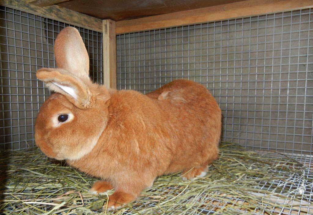 Новозеландский кролик: описание породы красного и белого видов