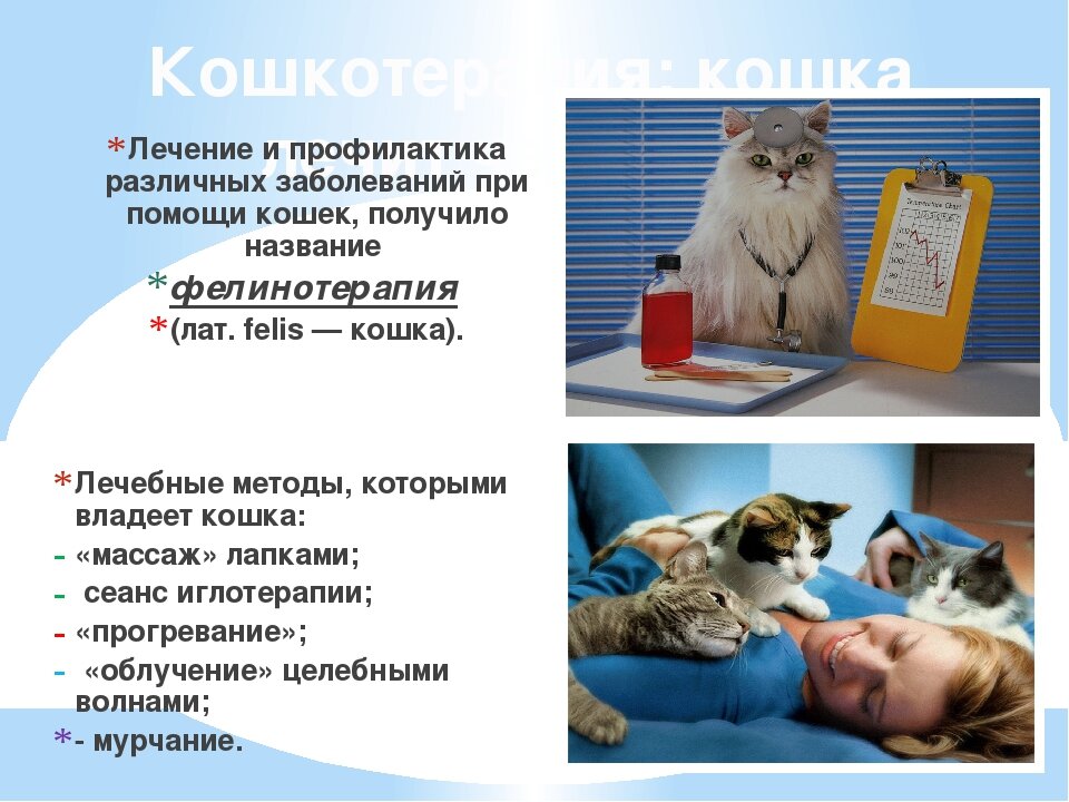 Три житейских истории о лечащих кошках