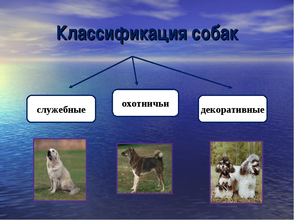 Классификация пород собак: группы в системе FCI