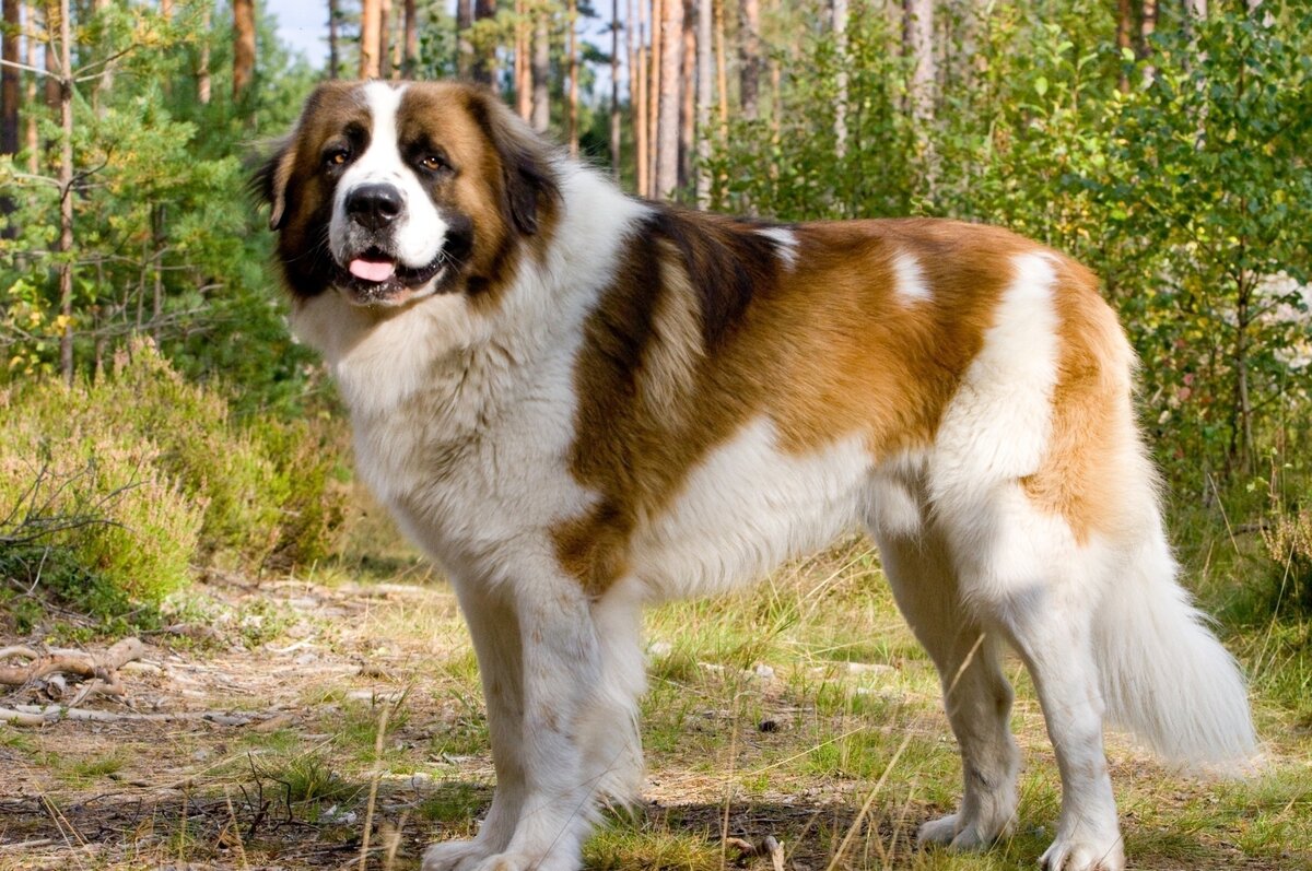 Какие породы собак были выведены в России