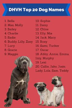 Клички для собак мальчиков: редкие и красивые имена