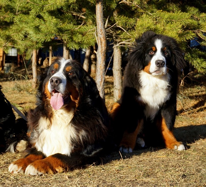Бернский зенненхунд: описание породы собак