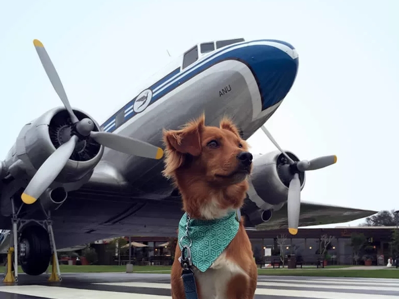 Перевозка собак в самолете по России и за границу