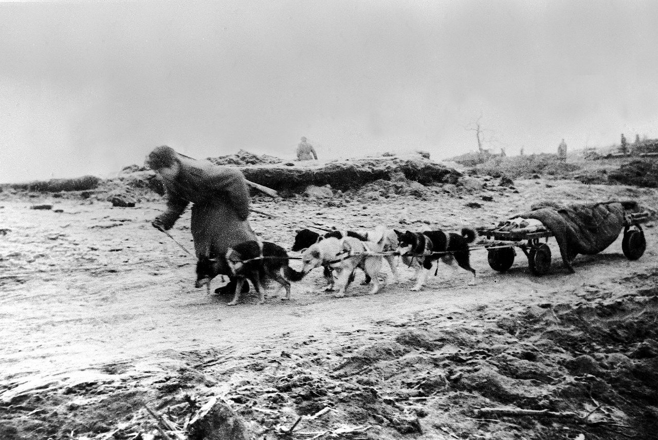 Как собаки помогали людям во время войны