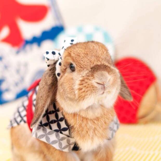 Милый кролик: самые красивые и пушистые в мире породы
