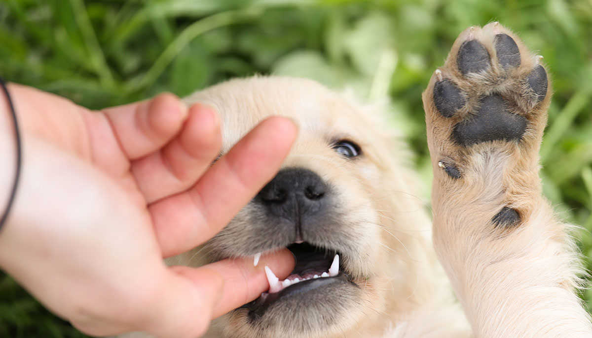 Как отучить щенка кусаться за руки и ноги хозяина