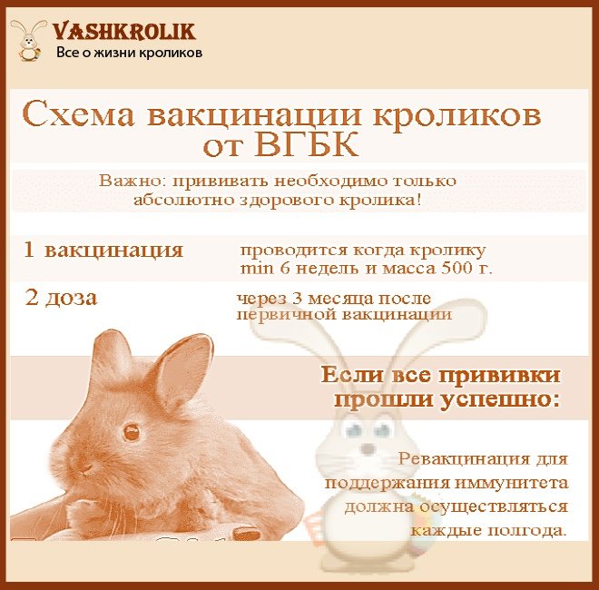 Вакцинация кроликов: какие и когда делать