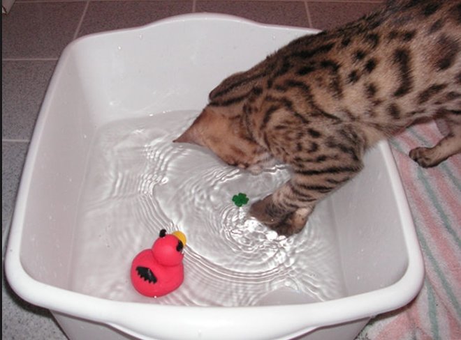 Как купать котенка: с какой частотой и с какого возраста