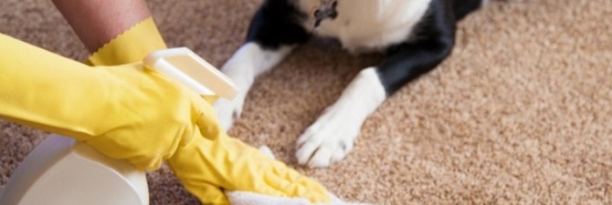 Как избавиться от запаха собачьей мочи в квартире