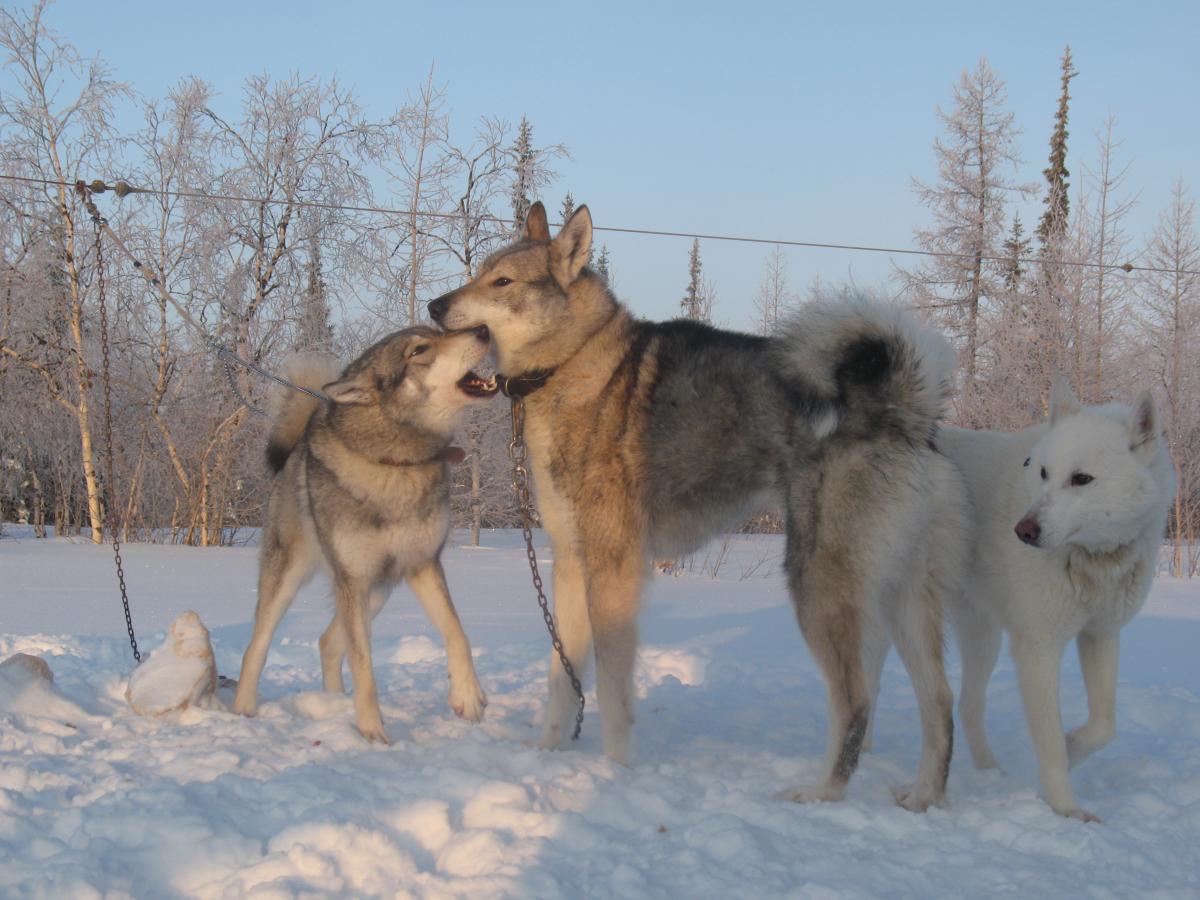 Западно-сибирская лайка — универсальный охотник с внешностью волка
