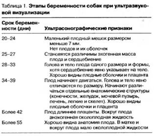 40 день беременности у собаки