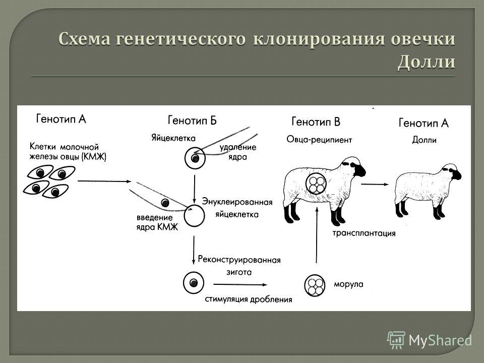 Процессы животных. Схема генетического клонирования овцы Долли. Клонирование овечки Долли доклад. Схема получения овечки Долли. Клеточная инженерия Овечка Долли.