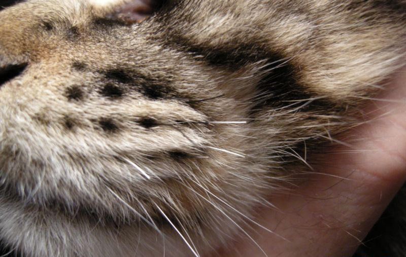 Кошачьи усы