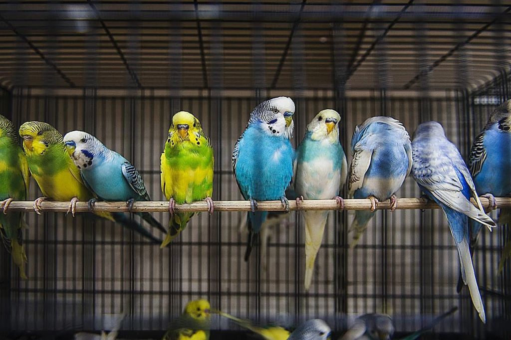 Не только попугайчики и канарейки: каких птиц держат дома