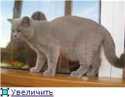 Курдюк у кота: нормы и признаки патологии