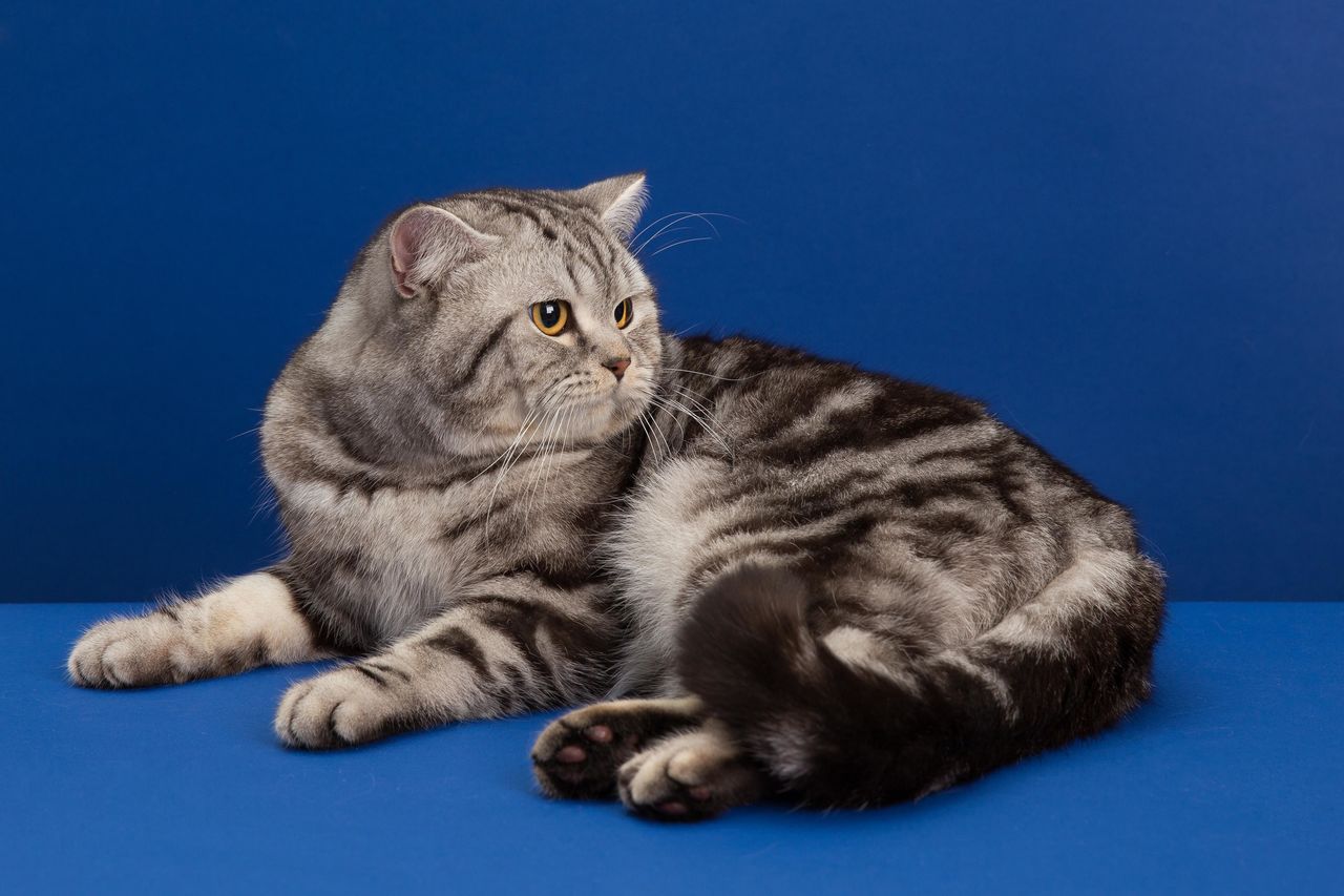 Скоттиш-страйт (шотландская прямоухая кошка)