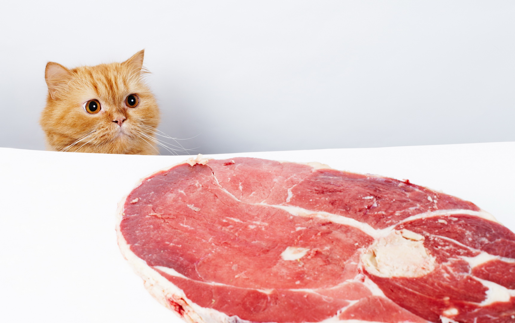 Можно ли кошке или коту сырые продукты?