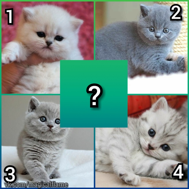 Где лучше взять котенка?