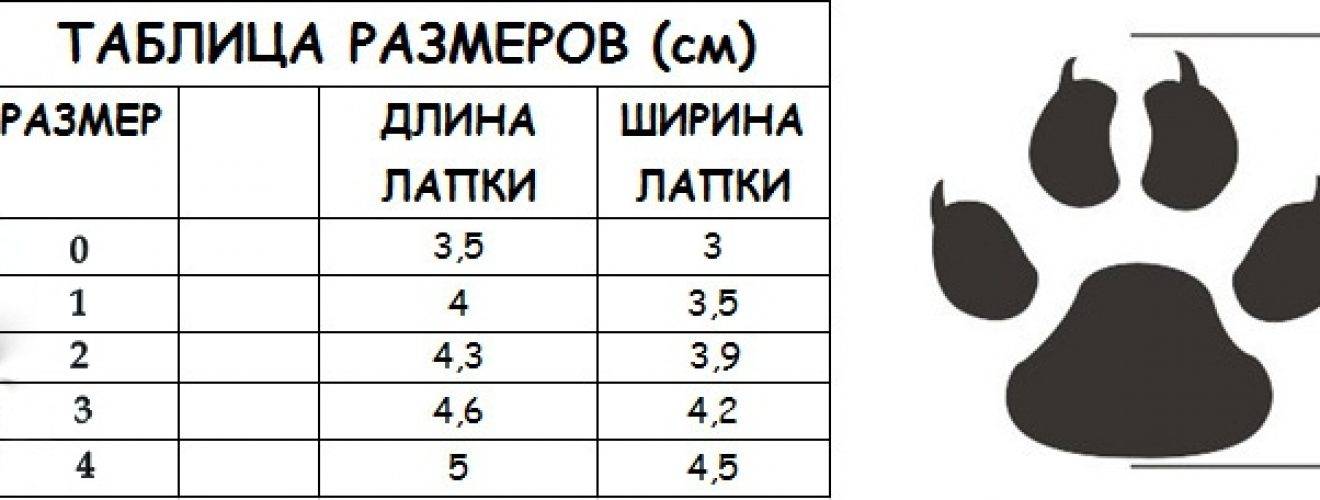 Обувь для собак: ботинки для мелких и крупных пород