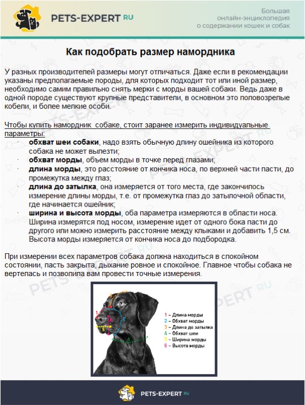 Как приручить собаку или щенка к новому хозяину