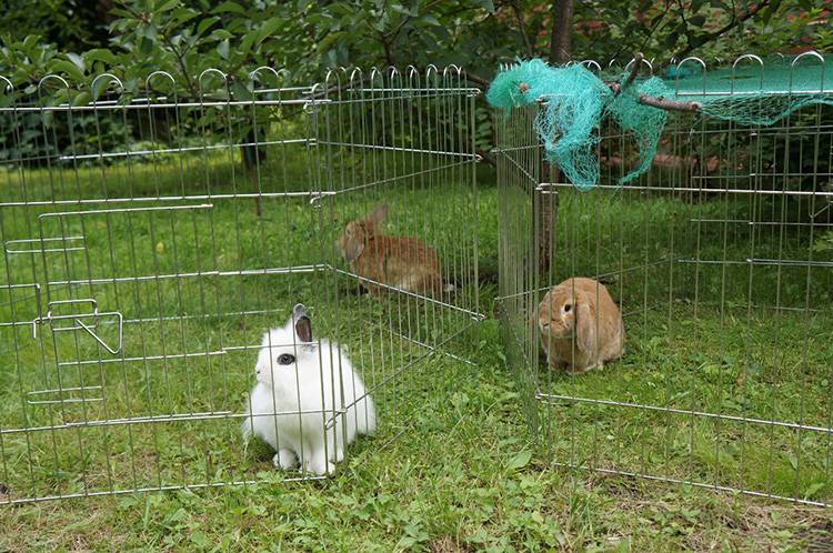 Содержание кроликов на улице круглый год в клетках
