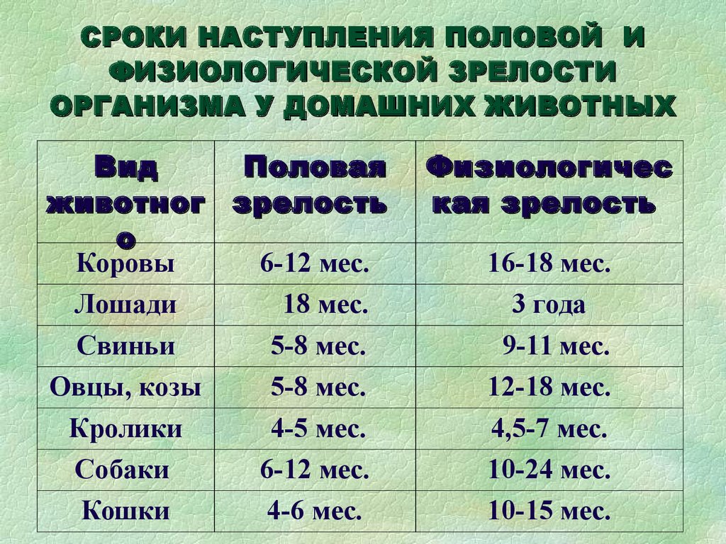 До какого возраста растут кошки — обычные и породистые