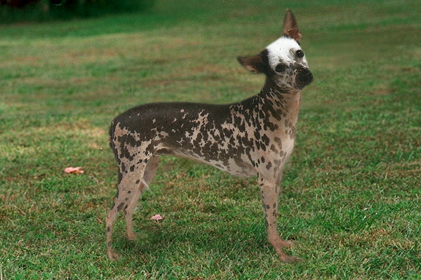Необычная собака-цветок из Перу: перуанская голая собака