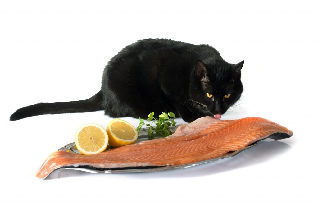 Рыба для кошек — примеры какую можно и нельзя