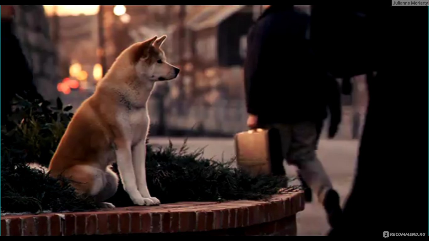 Хатико: порода, как называется собака, которая снималась в фильме