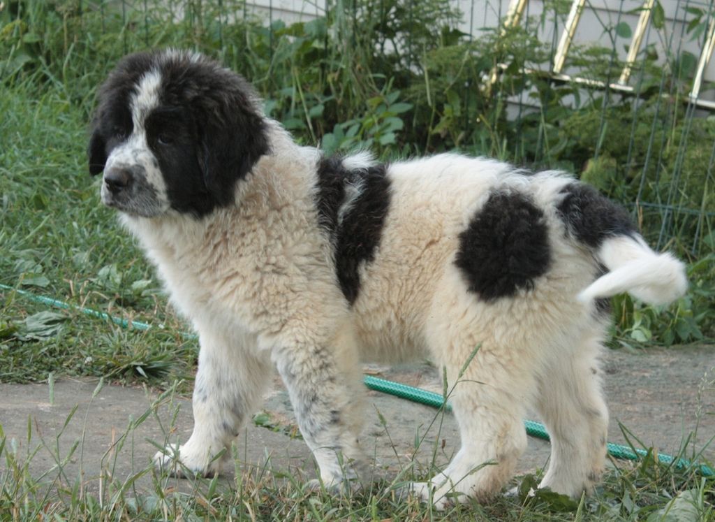 Болгарская овчарка куче (Каракачанская собака)