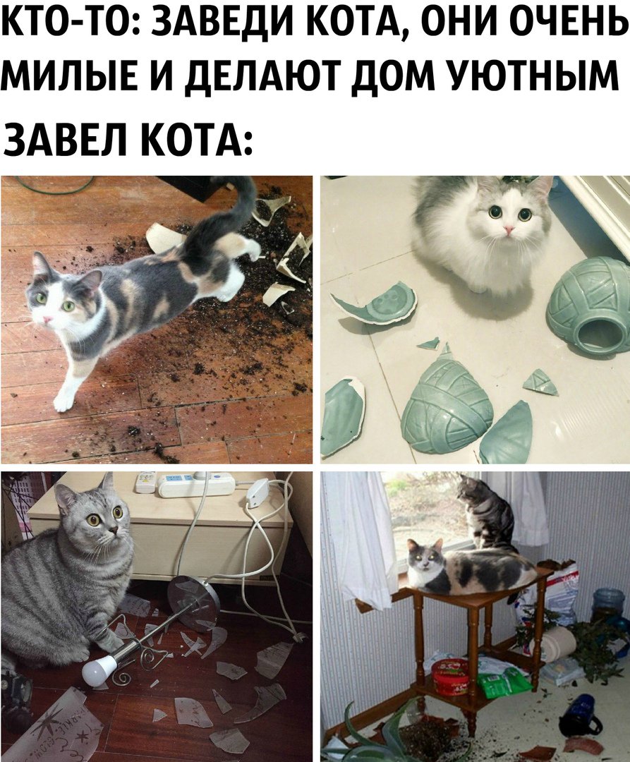 Какого кота лучше завести. Завести кота. Заведите котика. Заведи кота говорили они. Заведи кота прикол.