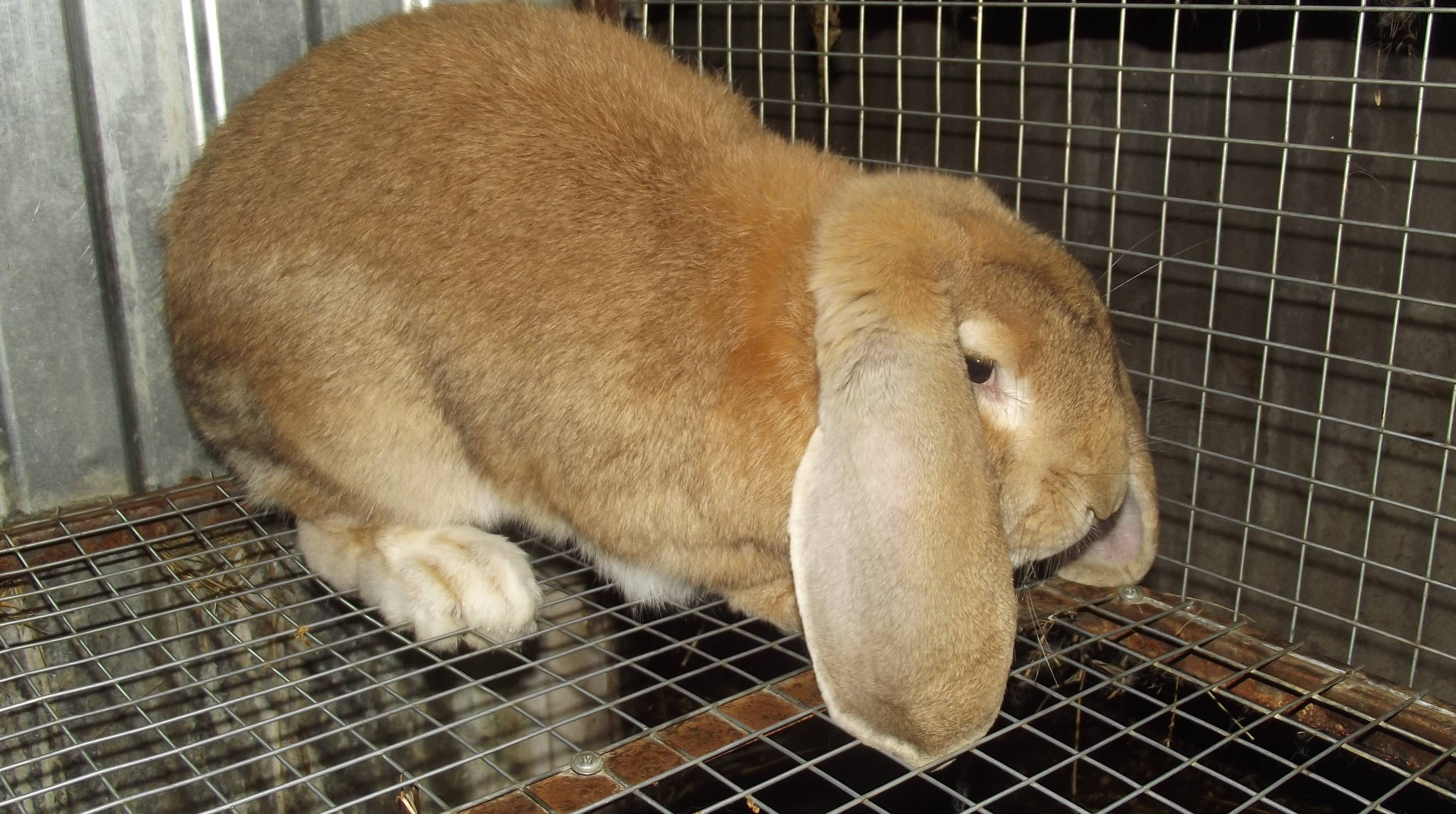 Кролик баран: характеристика французской породы, разведение и содержание
