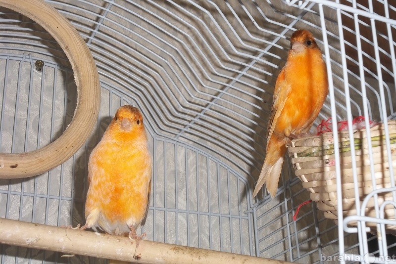 Не только попугайчики и канарейки: каких птиц держат дома