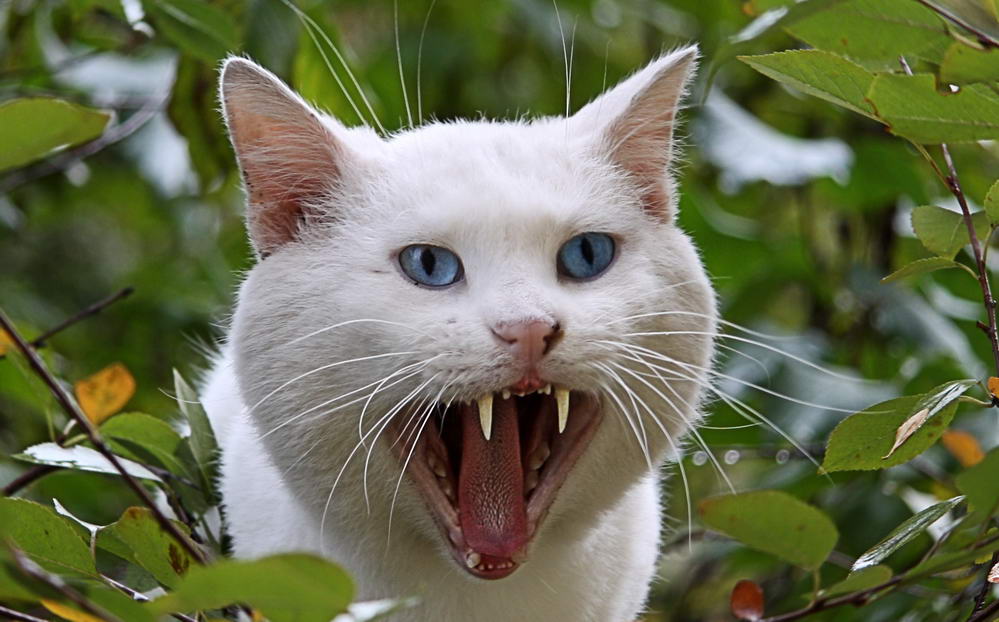 Уродливый кот: примеры самых некрасивых пород