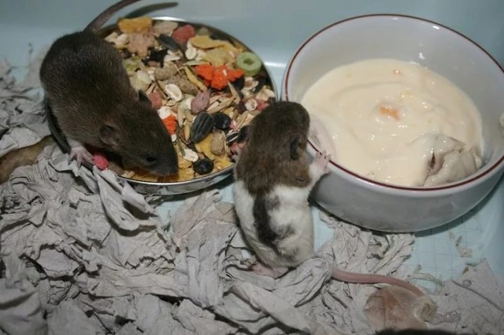 Что едят мыши в природе и дома — список продуктов