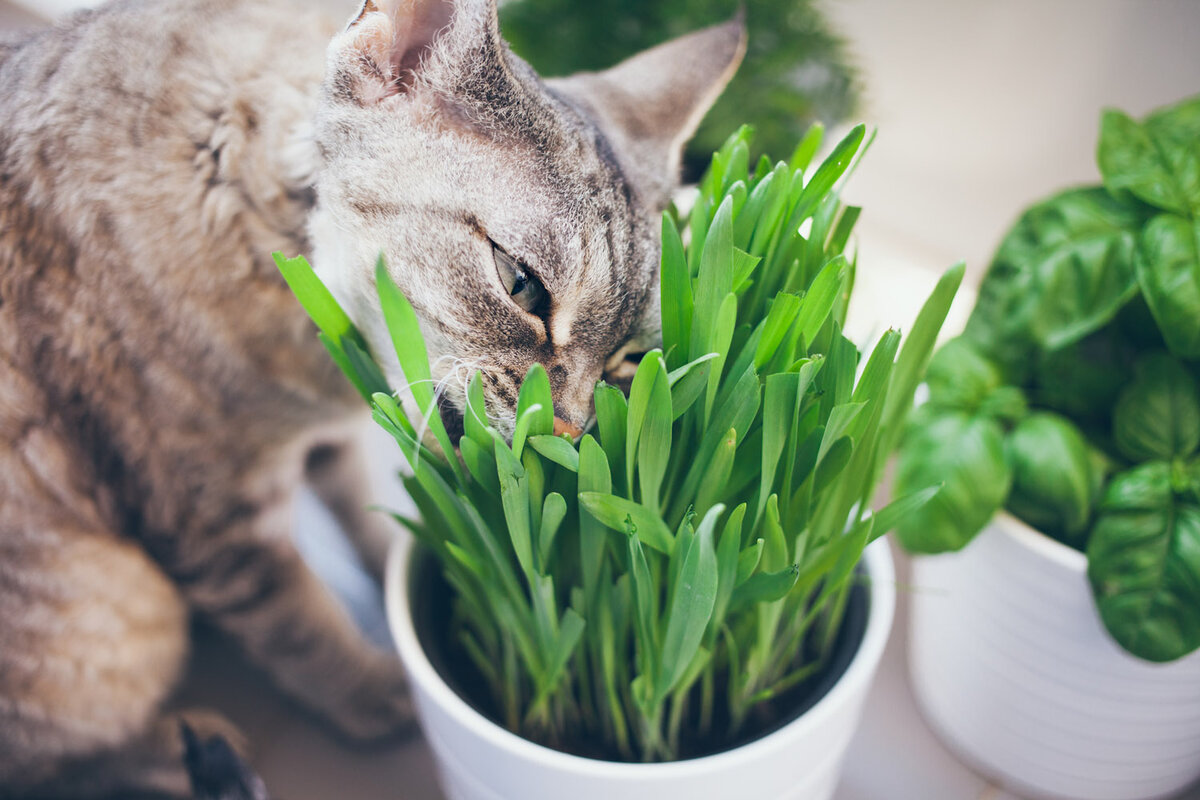 Зачем кошки едят траву на улице: можно ли разрешать