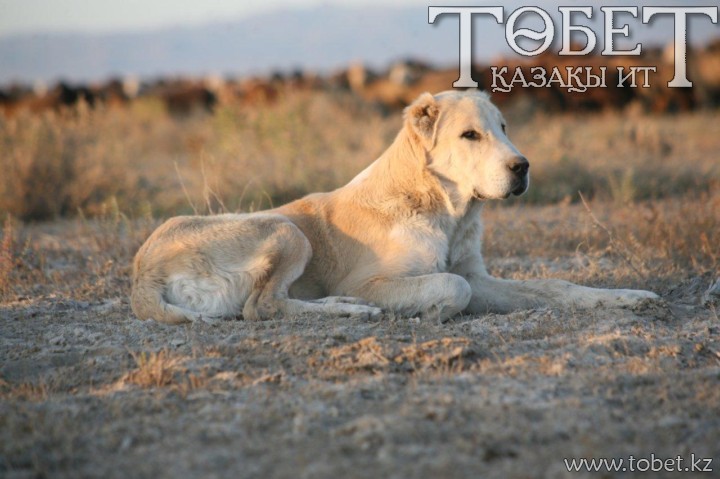 Тобет (Казахский волкодав)