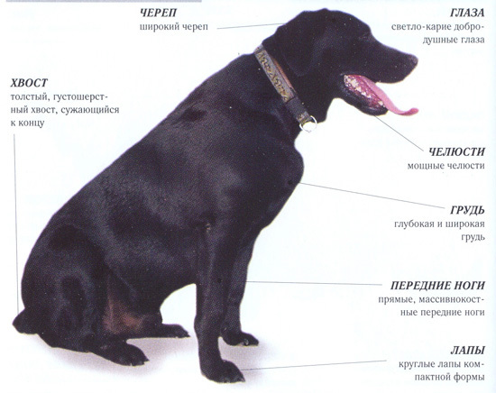 Порода собак прайтер: одомашненные и незлые питбультерьеры