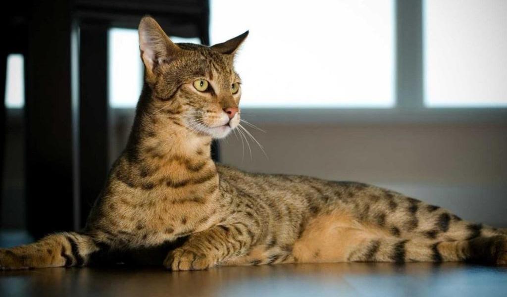 Ашера — cамая скандальная порода кошек