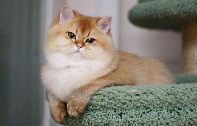 Кошка Шиншилла: описание породы
