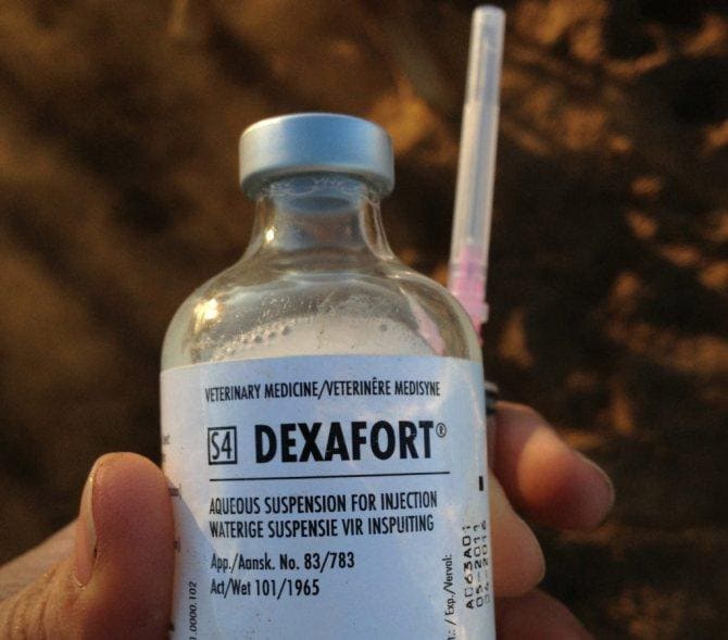 Описание ветеринарного препарата Дексафорт