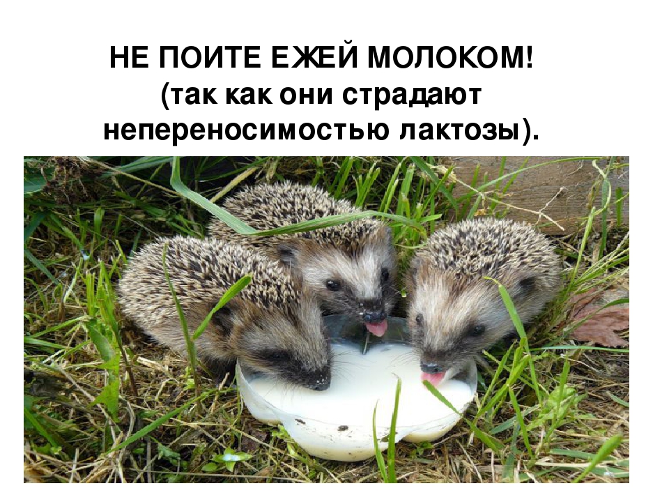 Молоко ежам