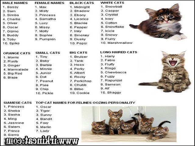 Имена для кошек девочек и мальчиков: как можно назвать легко и красиво