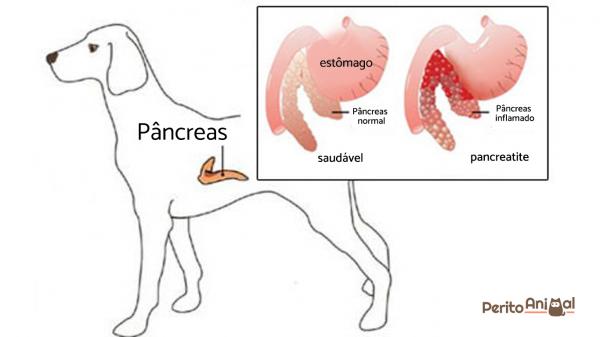 Панкреатит у кошек: причины патологии, лечение и профилактика